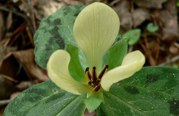 {Trillium discolor}